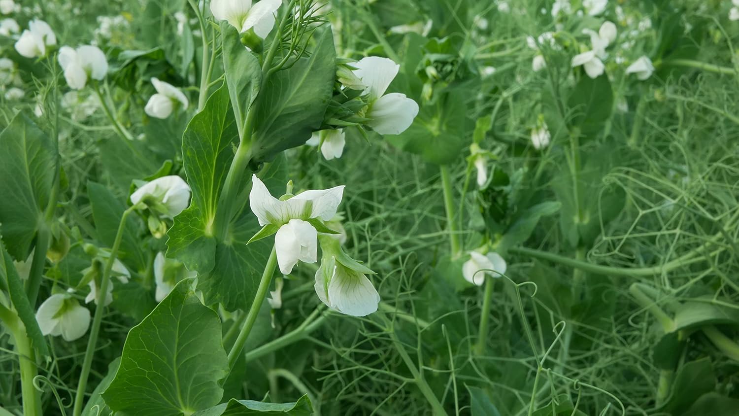 Hale Habitat & Seed Winter Pea Food Plot Seed, 5 lbs