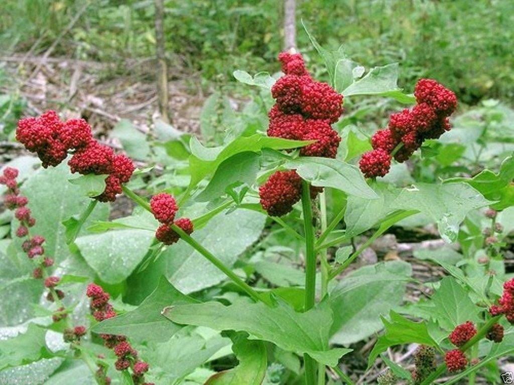 Graines d'épinard Fraise (Chenopodium capitatum Graines d'épinard Fraise (Chenopodium capitatum