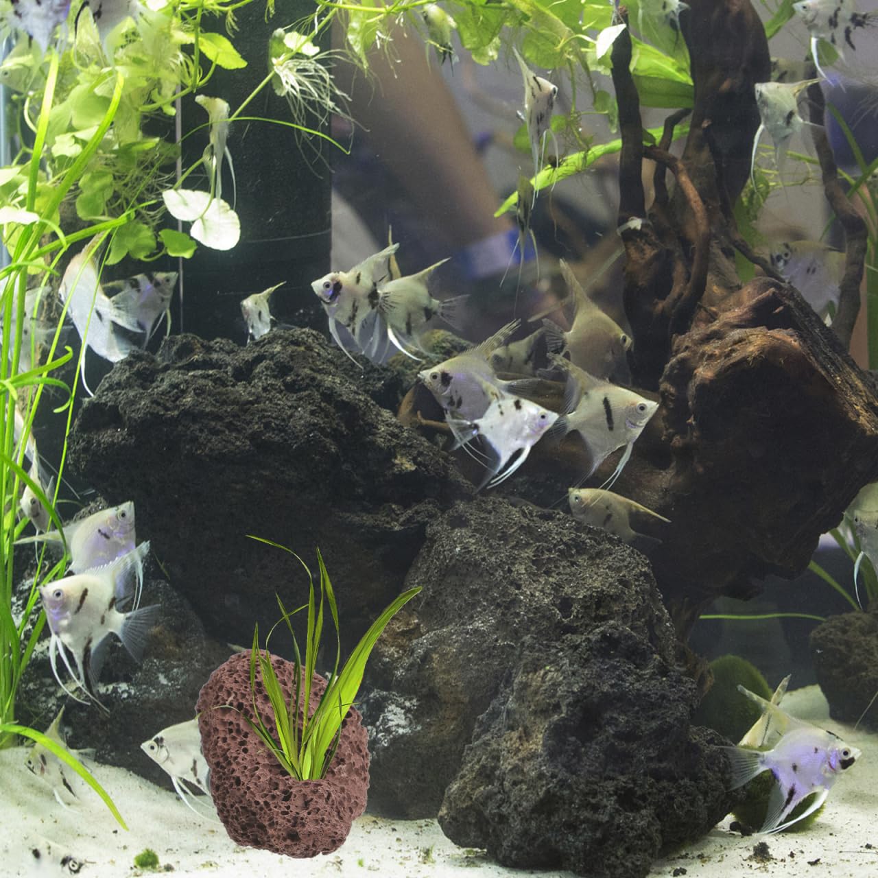 Happyyami Rocce Vulcaniche Naturali per Acquario 6 Pezzi Supporto Fisso per Piante Acquatiche Decorazioni di Pietra Lavica per Serbatoio Pesci E Gamberetti Ornamenti Acquario