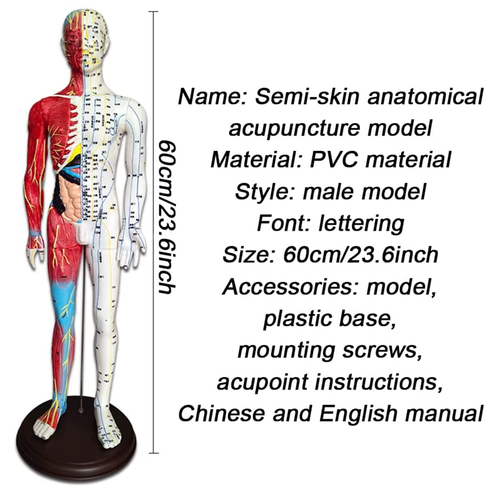 60 cm großes anatomisches männliches Akupunktur- und Muskelmodell, Druckpunkt und Meridiane für Akupunkturisten und andere medizinische Fachkräfte zur Ausbildung von Lehr- und Bildungsbedarf