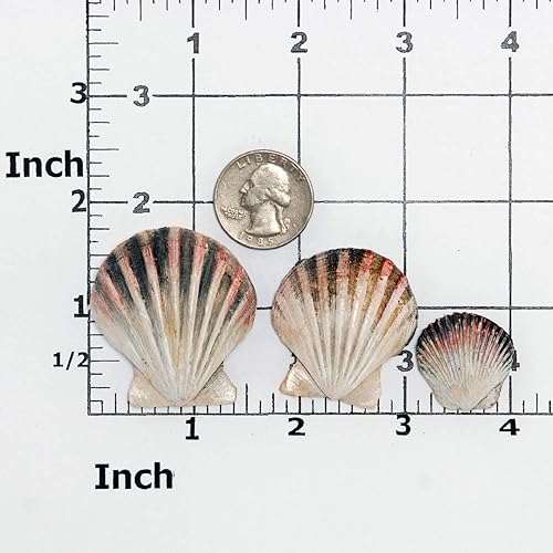 Miniatura 2 de Molde de silicona Seashell Fondant seguro para alimentos, caramelo de chocolate, resina, molde de arcilla polimérica, jabón