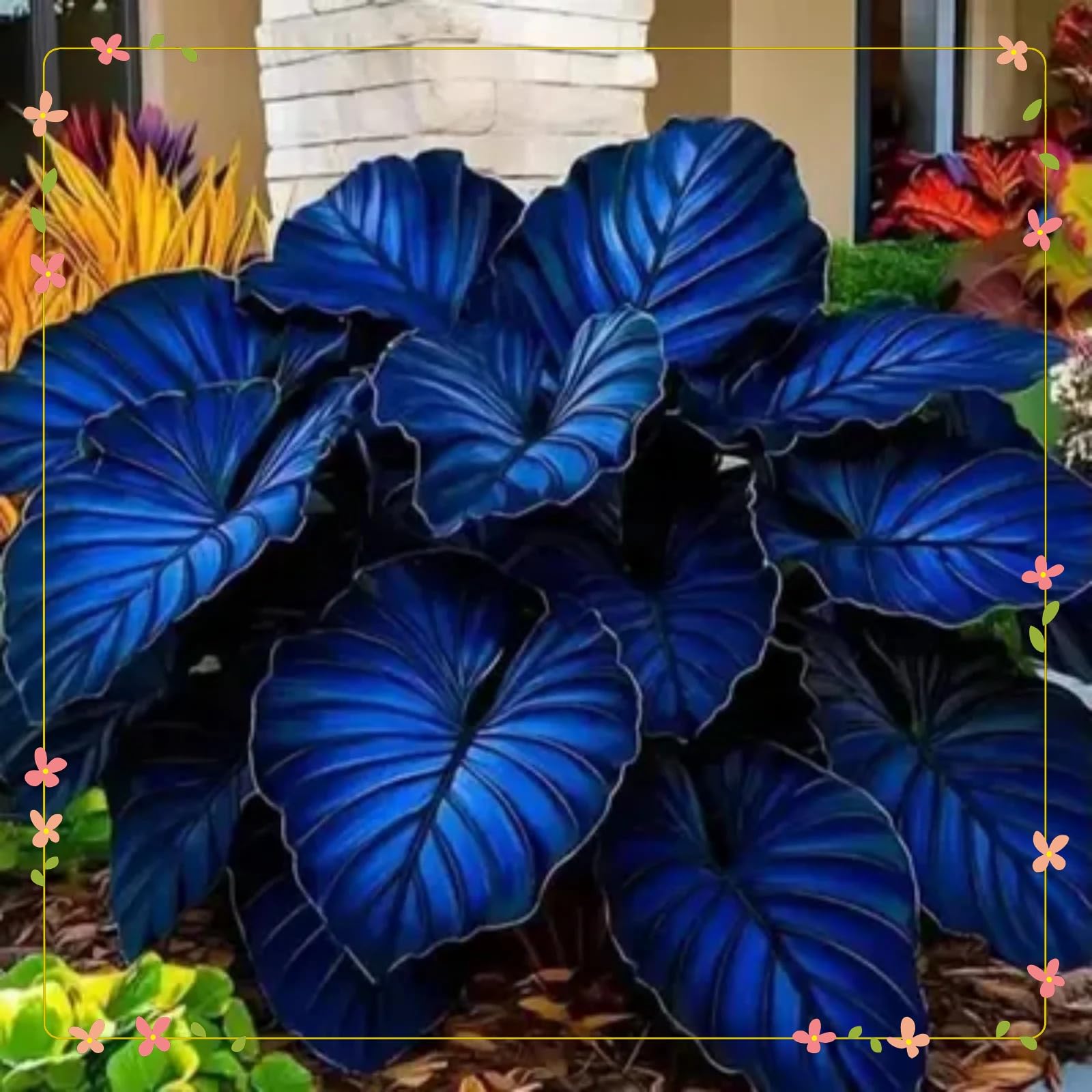 Perennial,Striking Elephant Ear Bulbs with Multi-Purpose Decor Value/Striking Landscape Bulbs for Yard Display-5rhizome-J