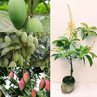 Golden Bloom Live Thai AllTime Mango Plant Grafted, All seasons Grafted Mango Plant (Height 1-2 Ft) Fruit & Tree (Next Year U Get Gruits)
