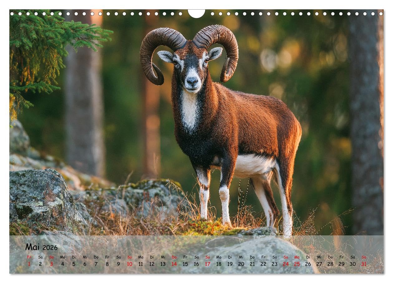 Jagd und Natur - Kalender für Jäger mit Wildtieren Deutschlands im Jahreslauf (Wandkalender 2026 DIN A3 quer), CALVENDO Monatskalender: ... in ihrer schönsten Form. (CALVENDO Natur)
