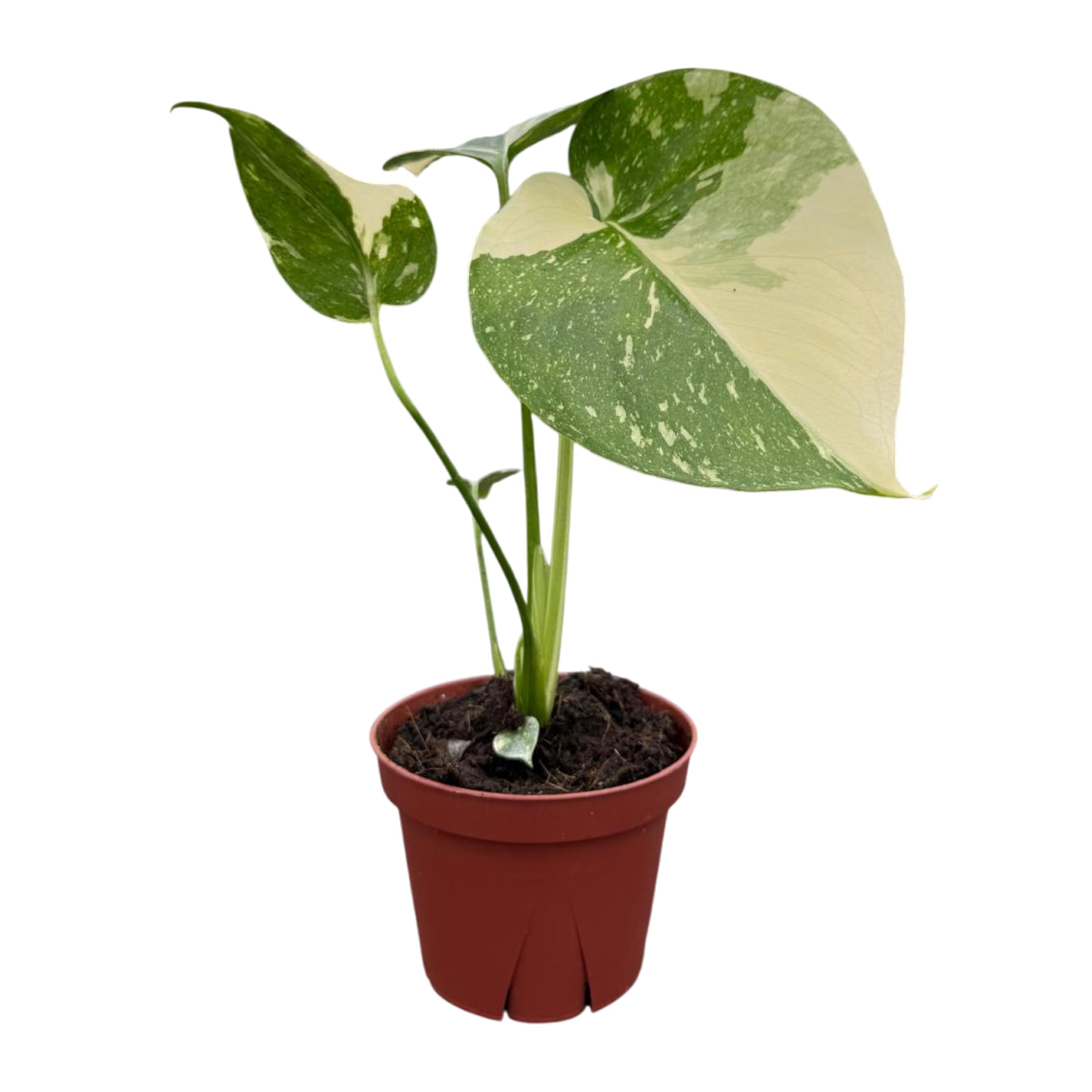 Amazon.com: CoollectivePlants Monstera Thai Constellation – Rare