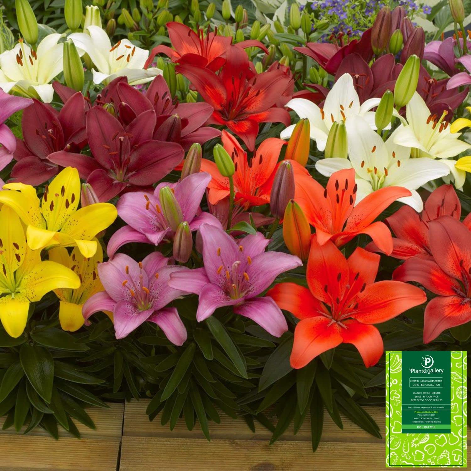 Plantogallery Bulbs Asiatic Lily - Pack Of 20 Blbs