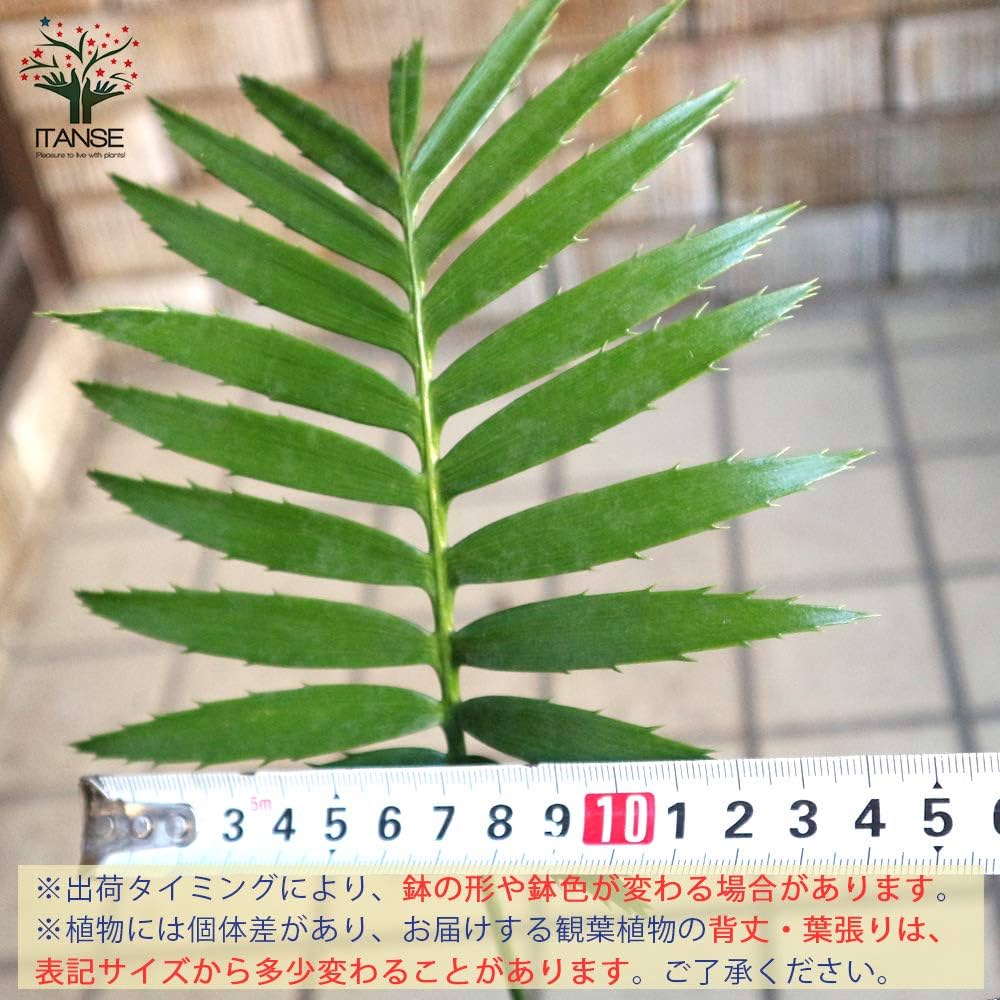 ソテツディオーン　10号特大苗木最高等級極上品‼️　希望 楽天市場】【現品】ソテツ ディオーンスピヌロスム 3.5号苗