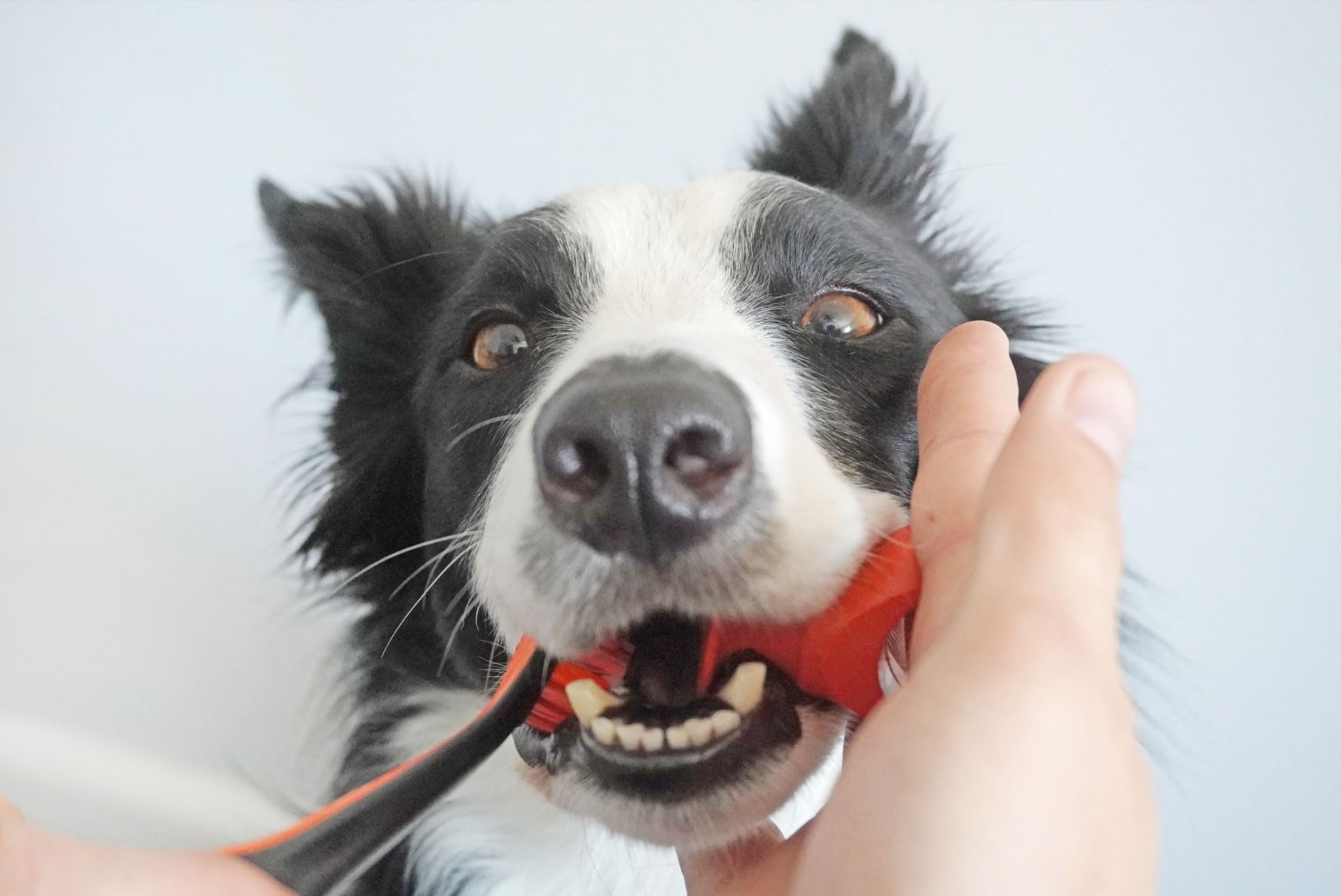 BrushMate Paquete combinado de cepillo de dientes para mascotas y BiteBlock para perros y gatos (mediano, naranja)