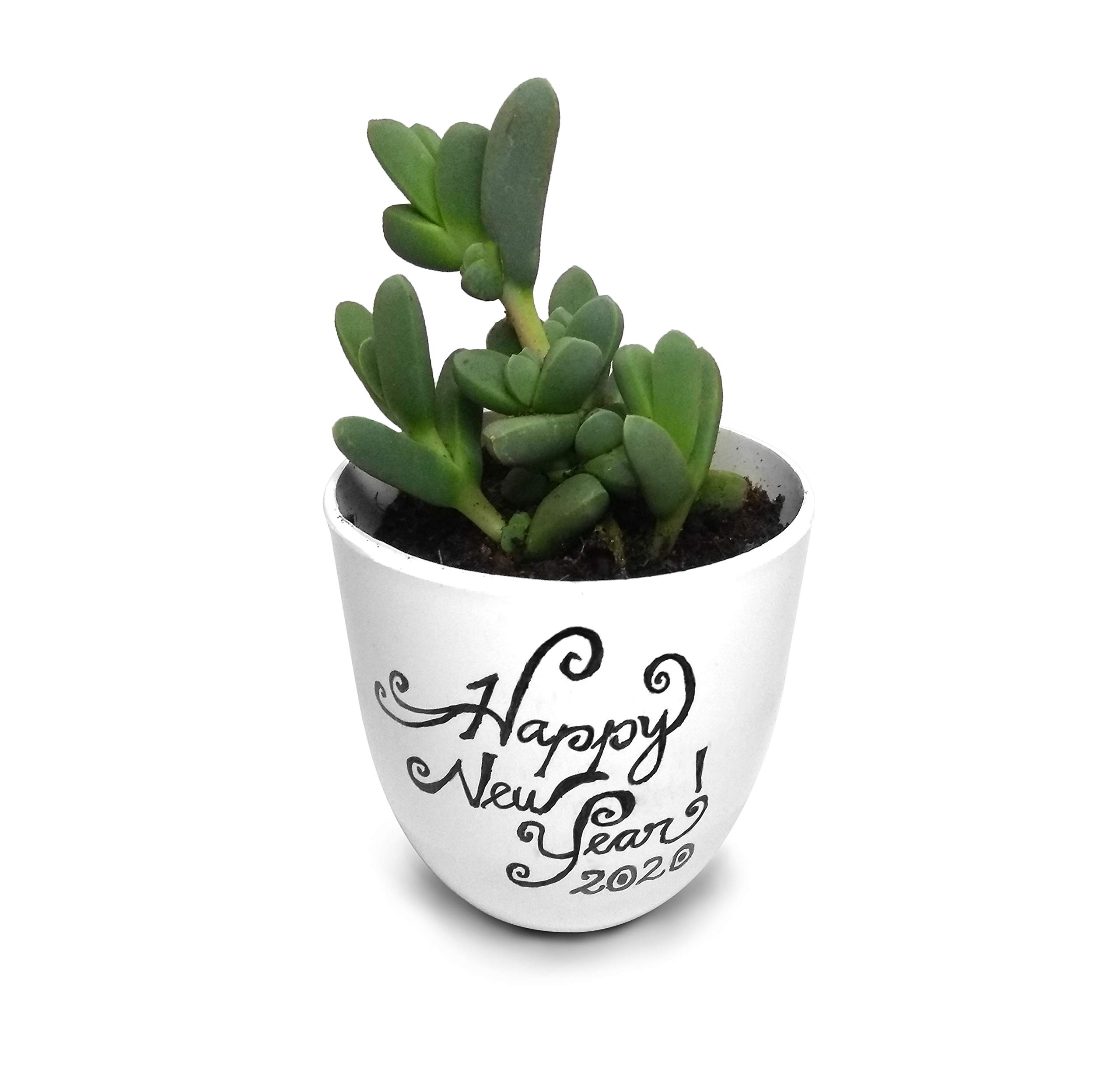 HILLMART™ Corpuscularia lehmannii cluster natural live plant with hand drawn new year greeting pot for corporate gift & desktop (B0827LMX6K) Amazon Price History, Amazon Price Tracker