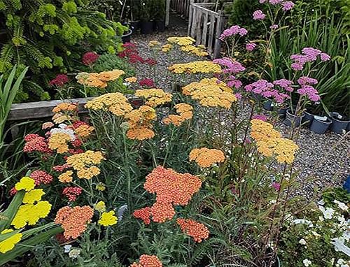 Miniatura 3 de Golden Yarrow - Una flor silvestre perenne favorita - 9,000 semillas