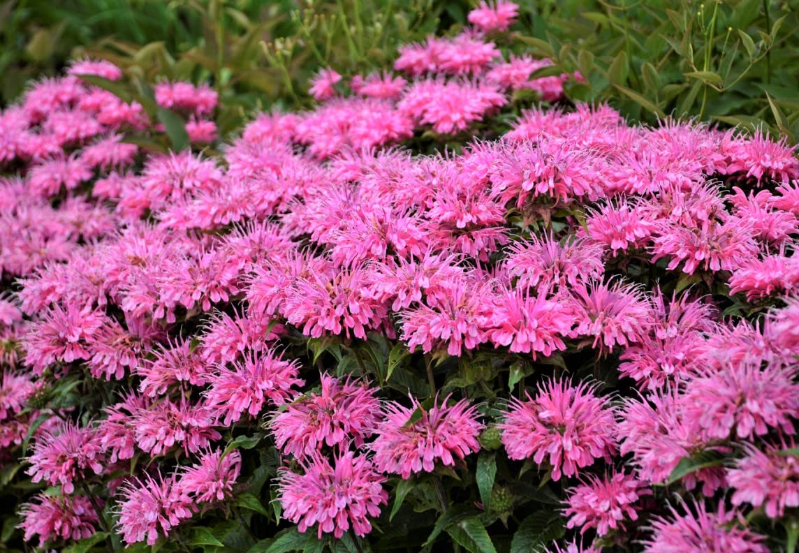 Monarda ‘Bubblegum Blast’ 1 x 1ltr Pot - Ready to Plant Monarda