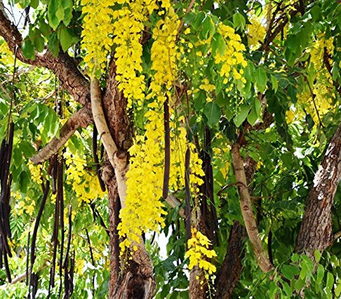 See full amazon price history chart for PLANTOGALLERY Plant Seeds | Cassia Fistula, Golden Shower Tree (Amaltas) Plant Seeds For Garden (10 Seeds Pack) PLANTOGALLERY Plant Seeds | Cassia Fistula, Golden Shower Tree (Amaltas) Plant Seeds For Garden (10 Seeds Pack) (B09B2LHHX5) Amazon Price History, Amazon Price Tracker