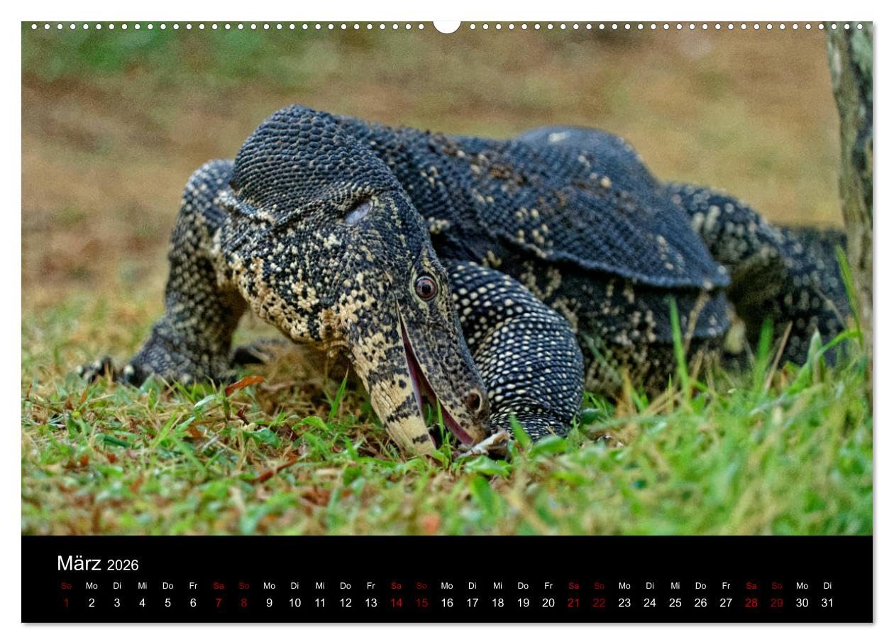 Sri Lanka - Tierische Momente (hochwertiger Premium Wandkalender 2026 DIN A2 quer), Kunstdruck in Hochglanz: Dieser Kalender gibt einen Einblick in die Tierwelt Sri Lankas (CALVENDO Natur)