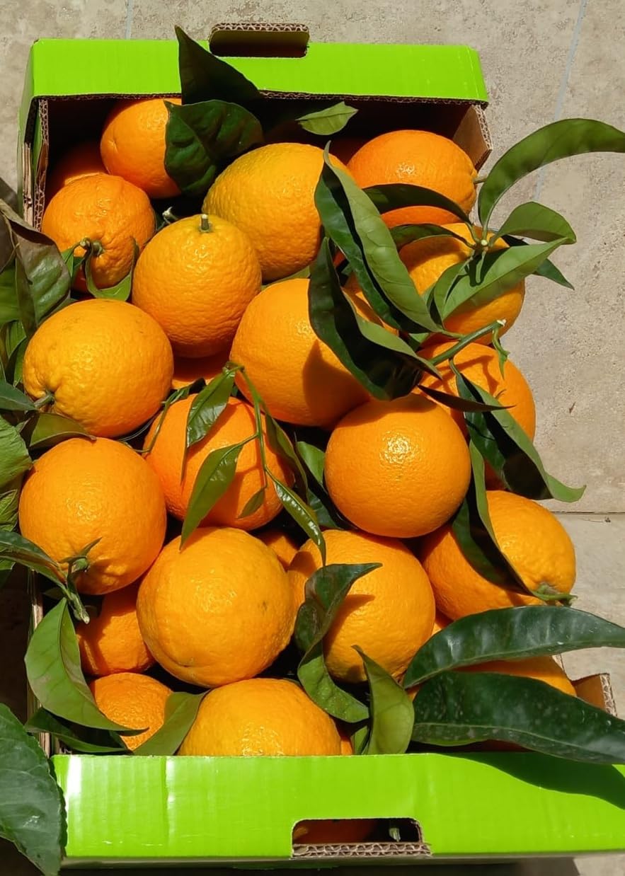 ARANCE COLTIVATE IN AGRO ROCCA IMPERIALE BUCCIA EDIBILE (ARANCE DI ROCCA IMPERIALE (Ogni 9 Kg))