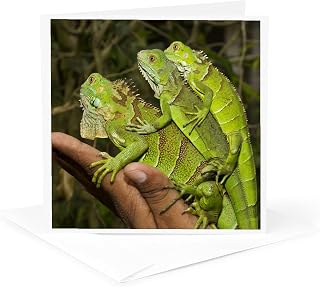 3dRose Greeting Card - Juvenile green iguana lizards, San Ignacio, Belize - SA02 WSU0038 - William Sutton - Lizards