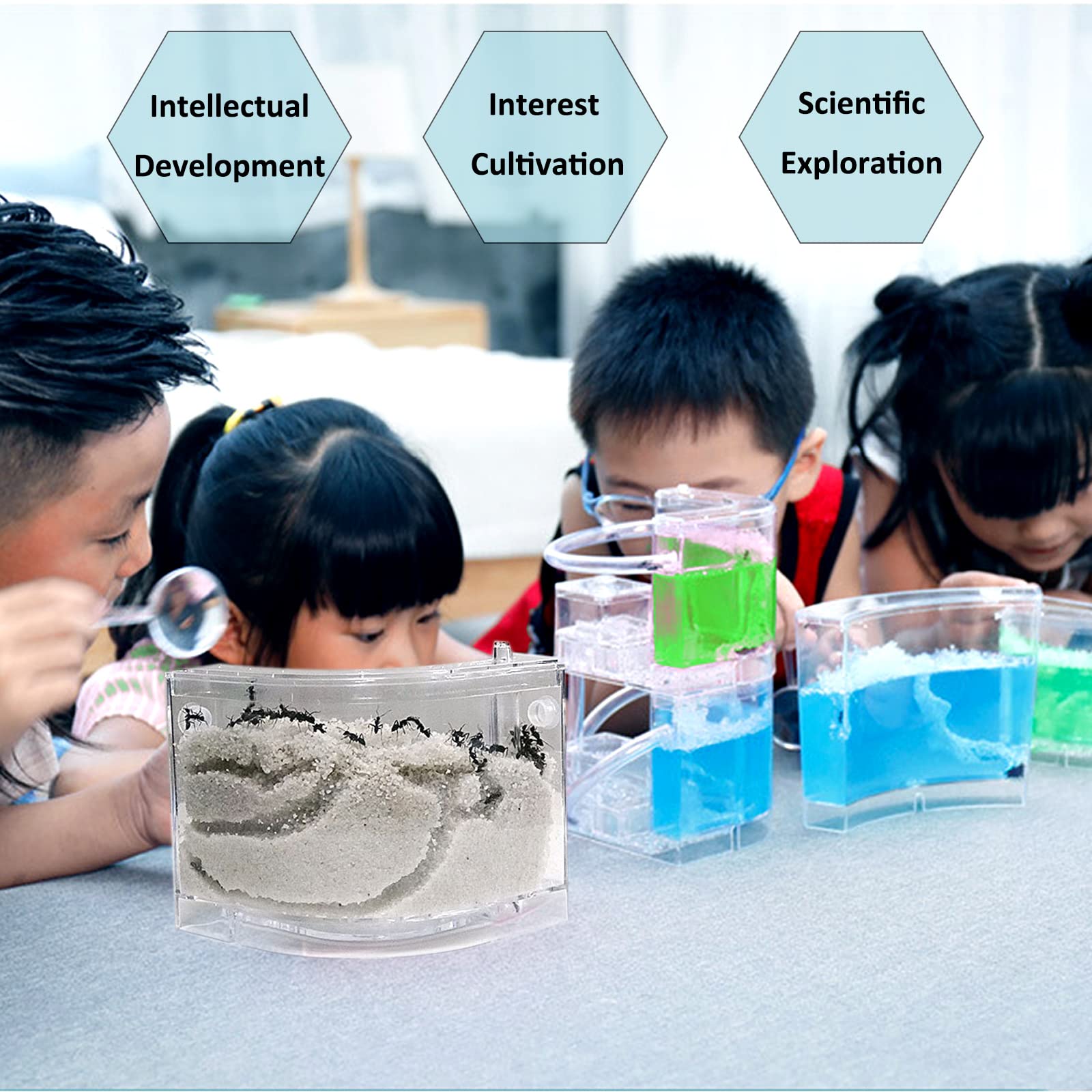 Snapklik.com : EXBEPE Sand Ant Farm