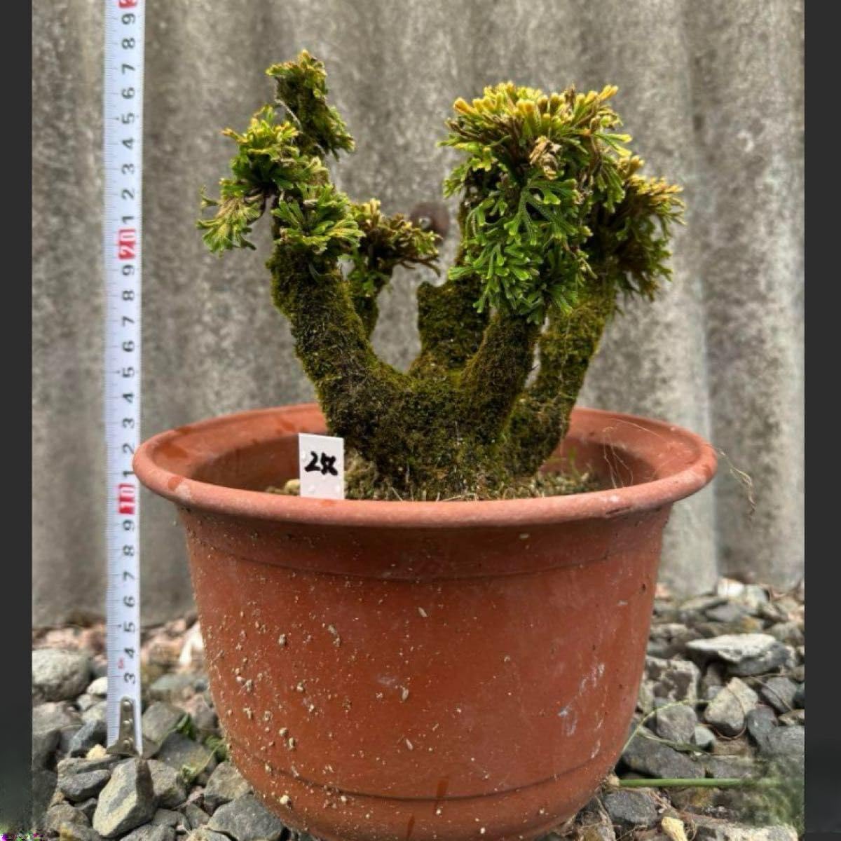 25年物 岩松 イワヒバ 岩ヒバ 盆栽 山野草 高山植物 212 岩松 イワヒバ 岩