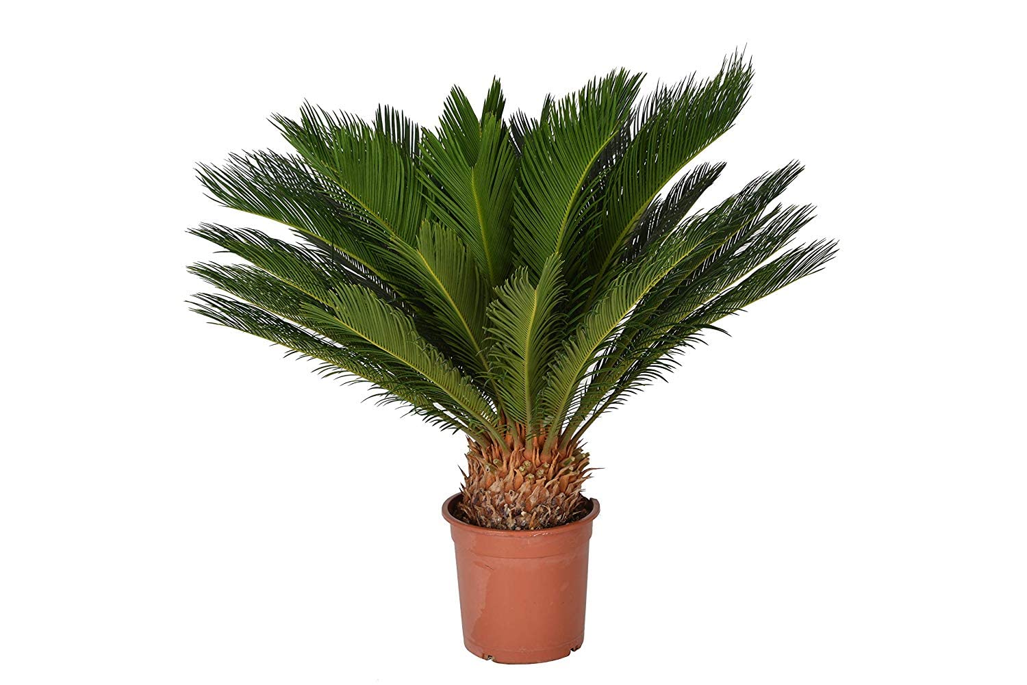 Cycas Revoluta Palmera Natural Conocida como Sagú del Japón o de la India