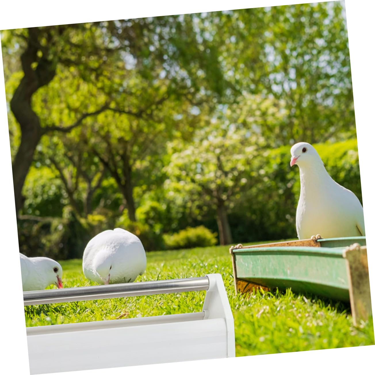 Comedero para Palomas de Acero Inoxidable, Blanco, 2 Piezas | Plástico Acero, Uso en Campos y Patios, Ligero, Fácil de Limpiar, para Aves