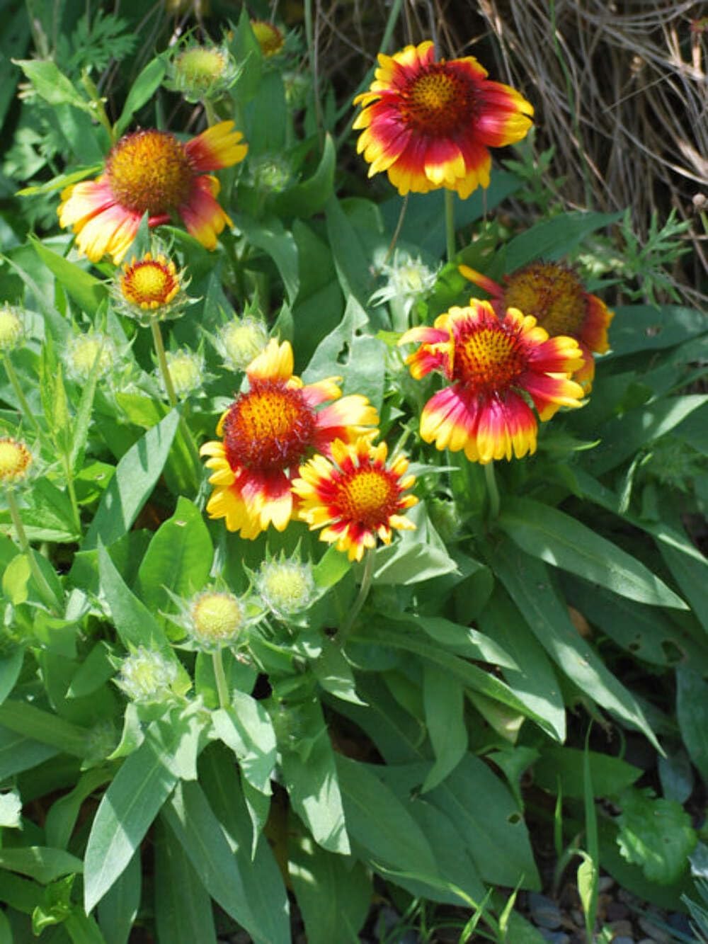 Perennial Farm Marketplace (Blanket) Perennial, Size-#1 Container Gaillardia x grandiflora 'Arizona Sun', Red Yellow Flowers