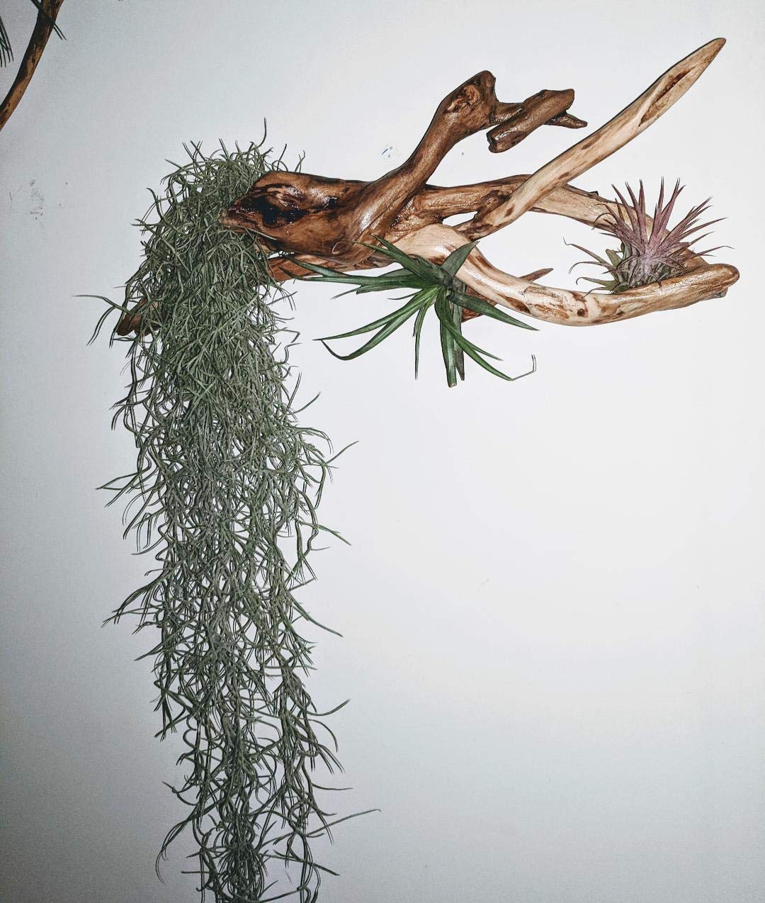 Large"Spanish Moss Terrarium Tillandsia Usneoides" Plant - Buy Online -  150433546