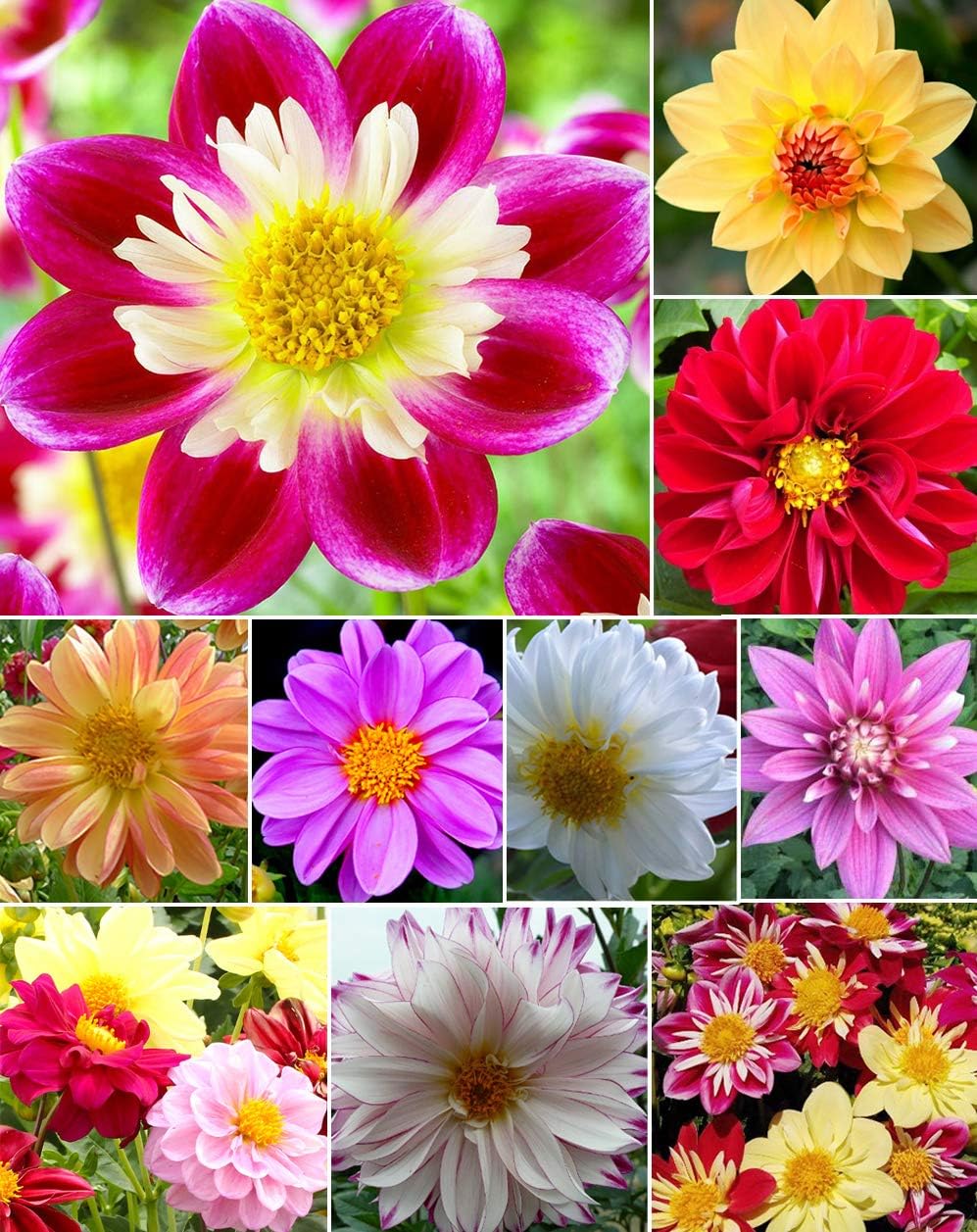 120+ Mixed Rare Dahlia Flower Seeds Spectacle Perennial