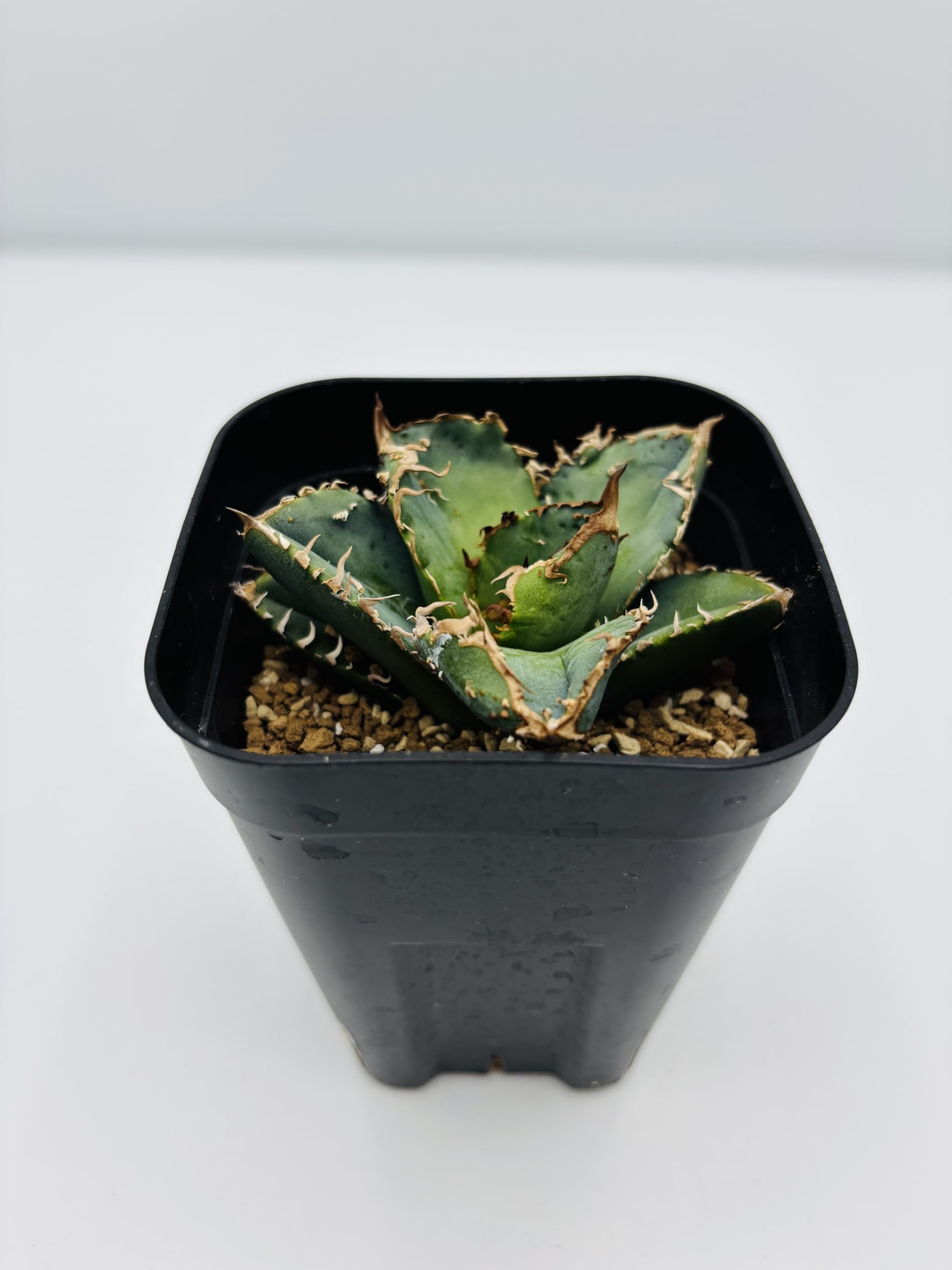 Amazon｜アガベ チタノタ 皇冠/Agave titanota 'Crown'/観葉植物 多肉