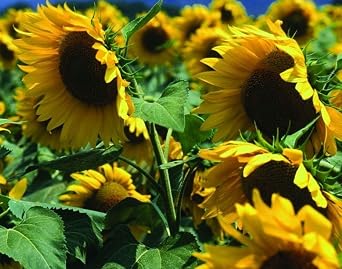 Peredovik Black Oil Sunflower Non-GMO Garden Bird Bee Feeder - 12oz 300 Seeds