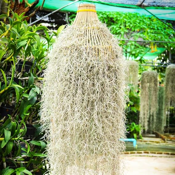 Fresh Air Plant Live Spanish Moss Houseplants 1 Gallon