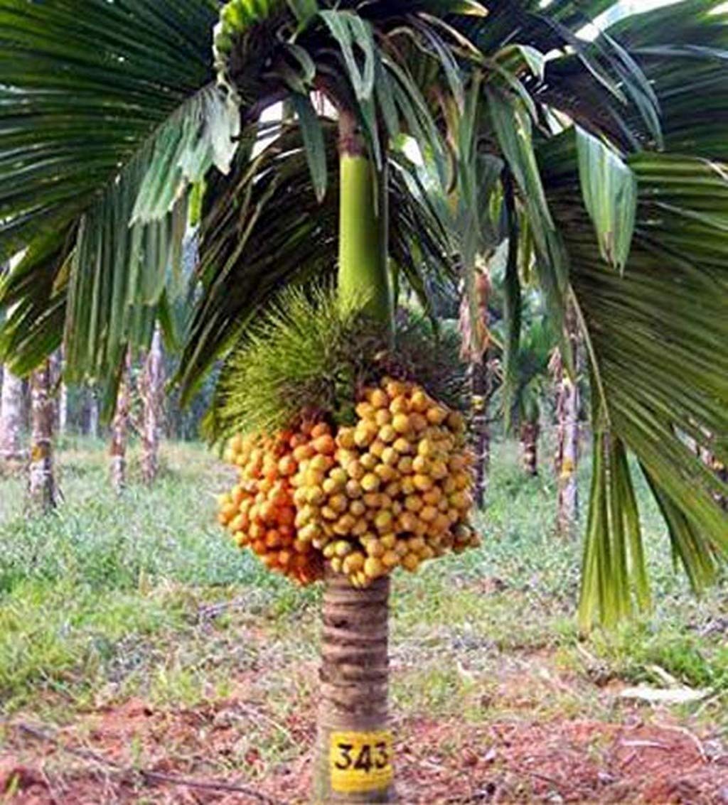 Creative Farmer Hybrid Dwarf Arecanut 2 Ft Betel Nut Live Plant (PLANT-57-ARECANUT#A153ll@) (B08P5TN9WK) Amazon Price History, Amazon Price Tracker