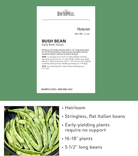 Miniatura 5 de Burpee - Semillas de frijol sin hebras Green Pod Bush, 4 onzas de semillas