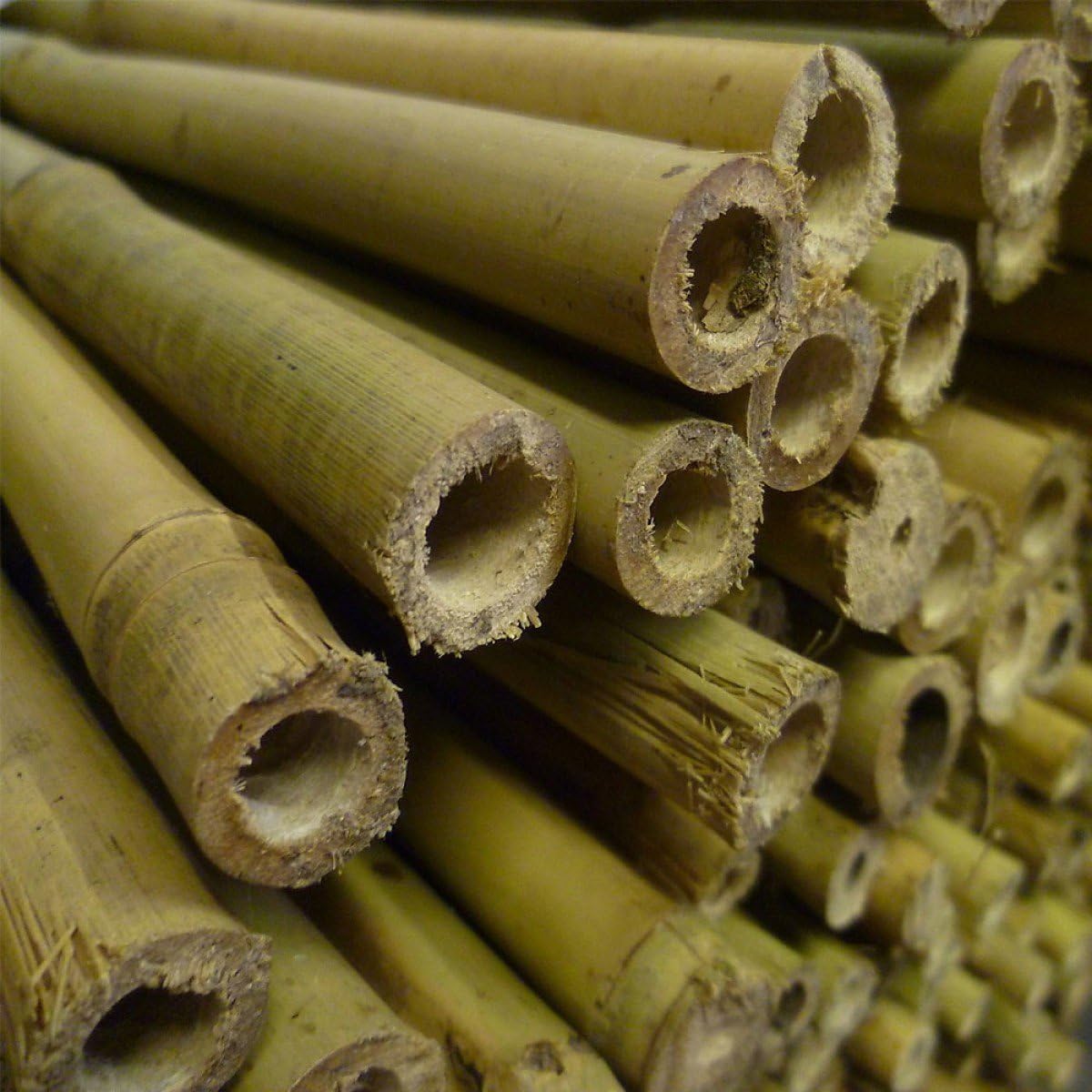8ft Bamboo Canes 14-16mm - Pack of 50 (a308)