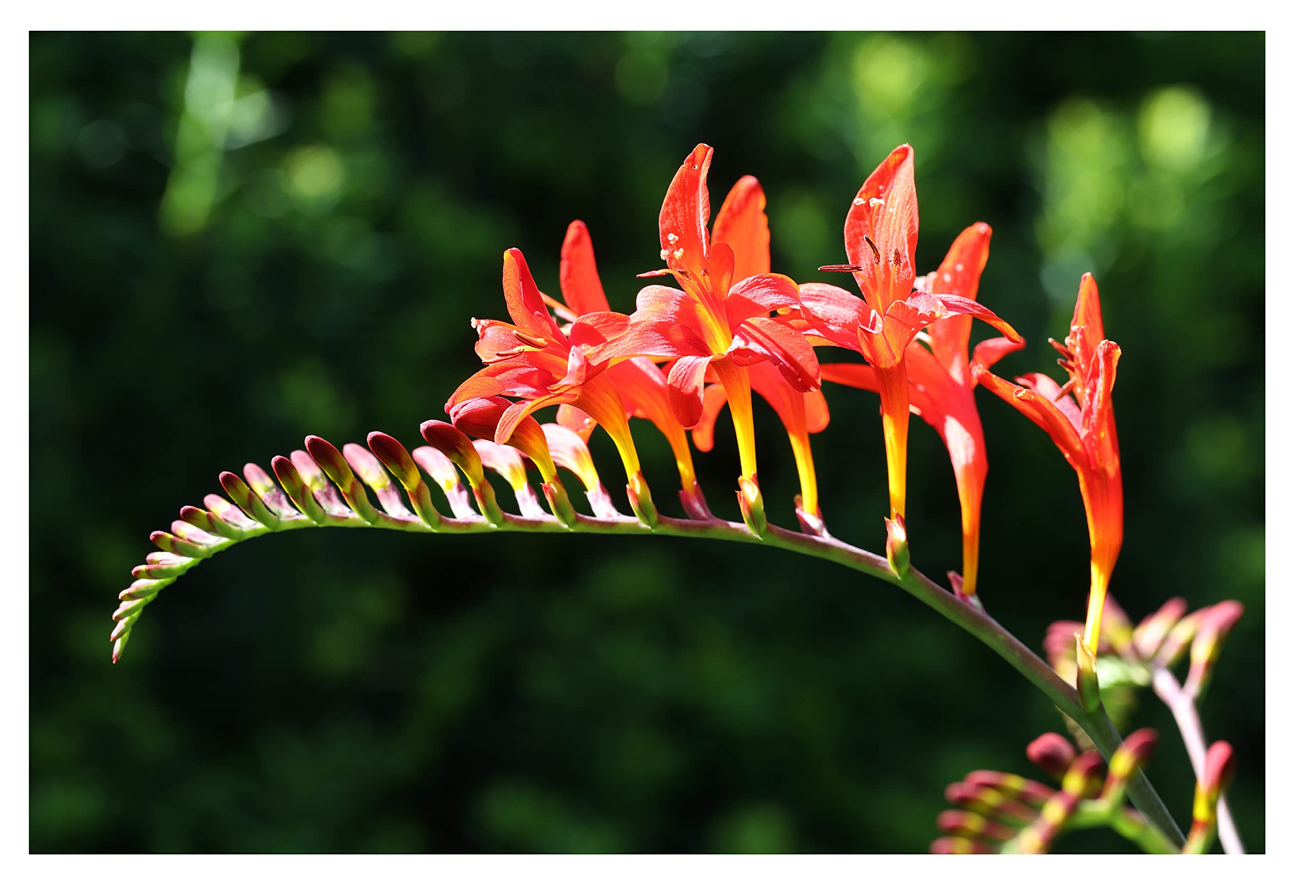 Oliwier's Bulbs 10x Crocosmia Red King Summer Flowering Bulbs Spring Planting Montbretia Hardy Garden Perenial Flowers