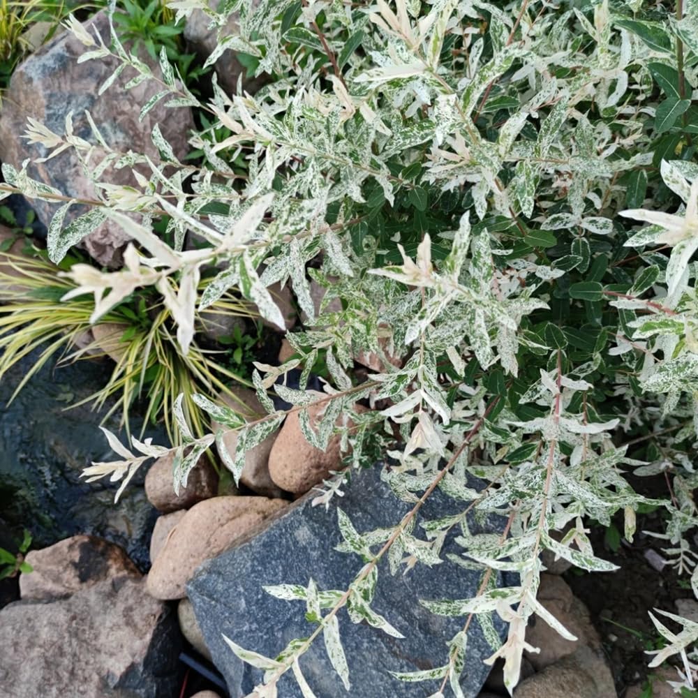 Hakuro Nishiki Seeds Bonsai Seeds Salix Integra Garden Plants Hardy  Perennial Hardy Perennials Gift Garden Perennials Hardy Perennial Bonsai  Tree Balcony Plants Pack of 50 : Amazon.de: Garden