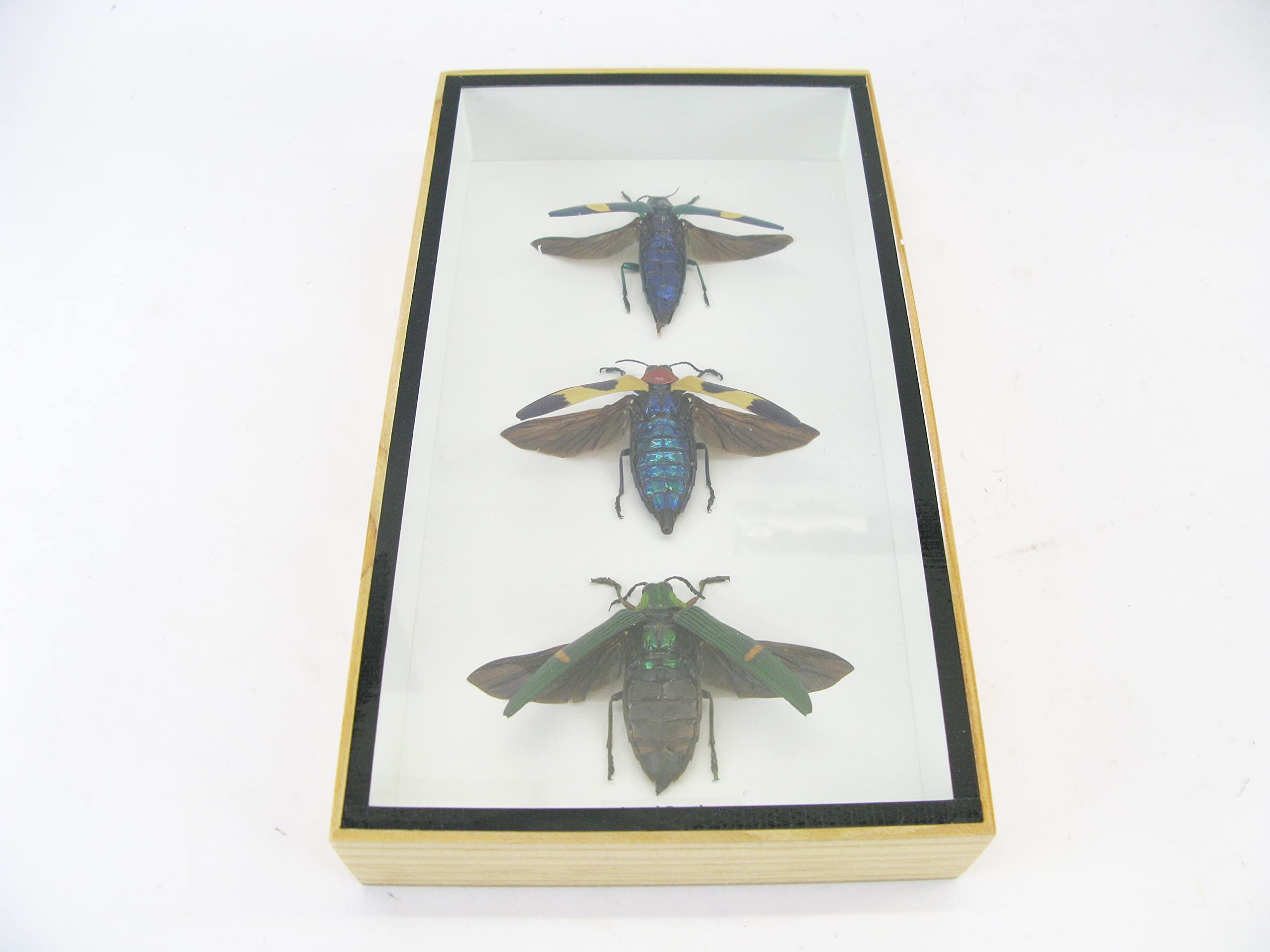 Vero e bellissimo insetti in una vetrina 3D, decorazione da parete incorniciata, taxidermia - Entomologia - (3 x Jewel Beetles aperti - Buprestiadae sp.)