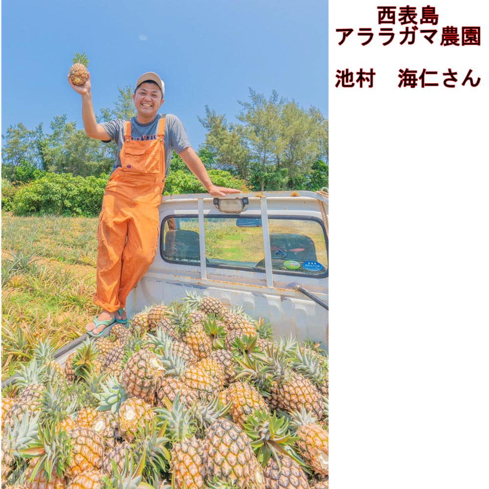 Amazon.co.jp: ピーチパイン 1.8kg（2〜5本） 西表島産 アララガマ