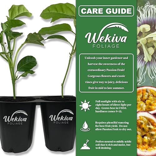 Miniatura 2 de Purple Possum - Planta de maracuyá  4 plantas de inicio vivas  vid comestible con frutos para el patio y el jardín