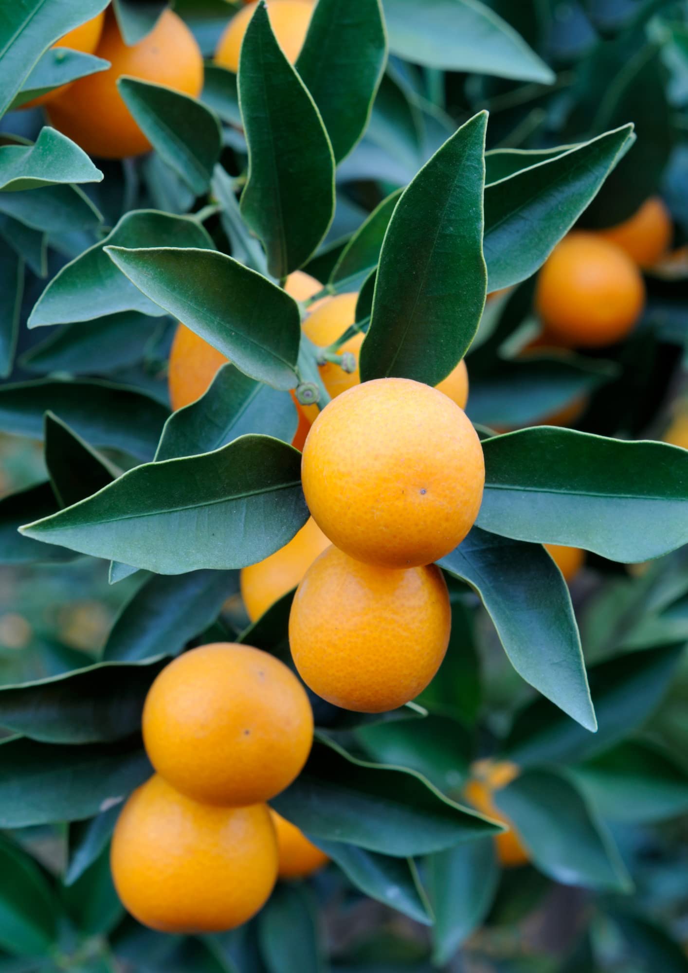 Amazon.com : Meiwa Kumquat Seeds for Planting Sweet Kumquat 5 Seeds for  Planting Your Garden : Patio, Lawn & Garden