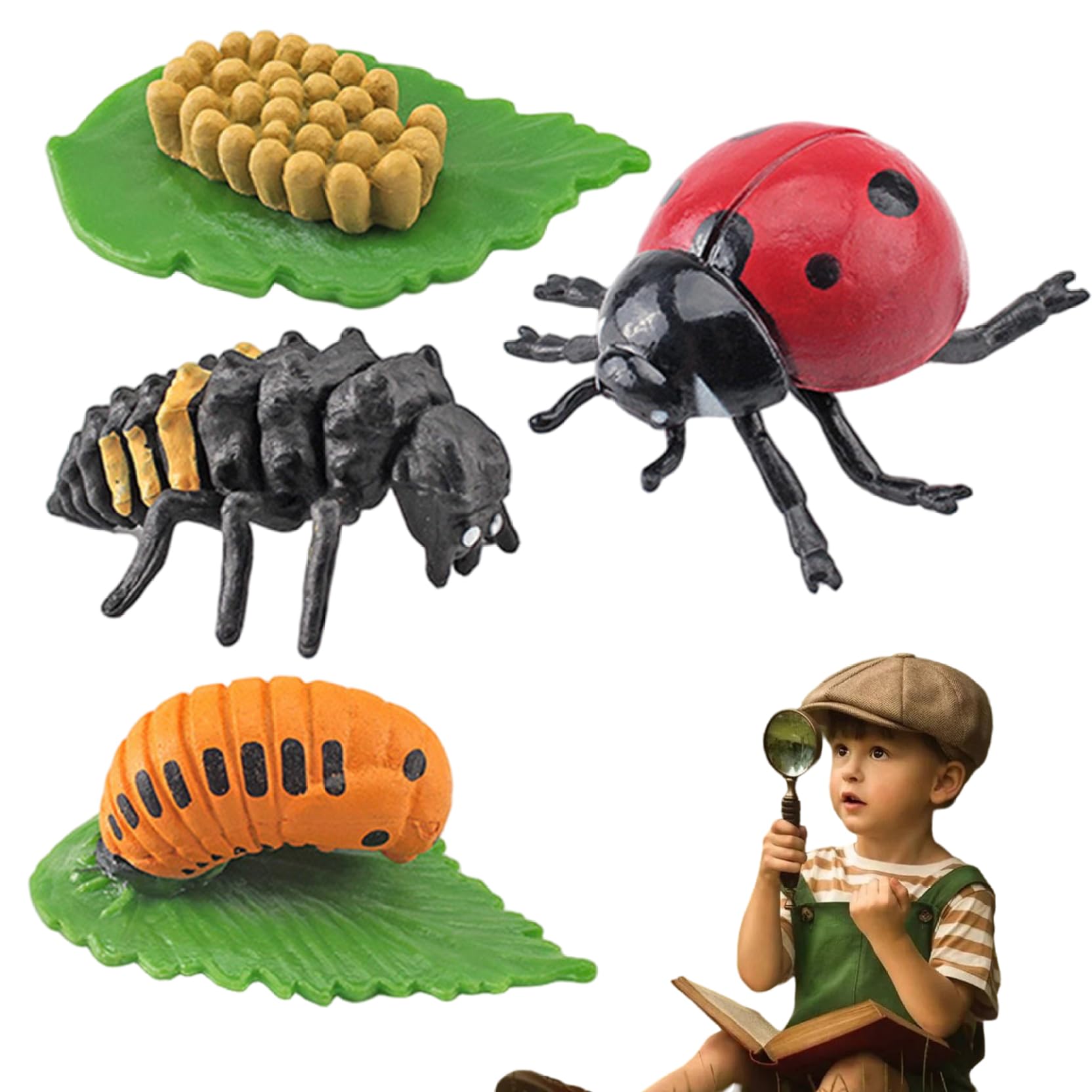 Ladybug Growing Kit, Life Cycle Toys for Kids, Simulation Animal Figurines, Educational Toys for Boys, Girls, Ladybug Growing Kit
