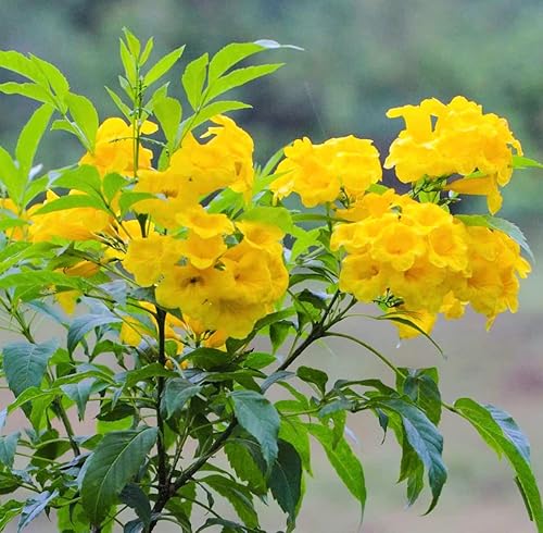 Miniatura 2 de Tecoma Stans - 40 semillas, flores amarillas brillantes, flor esperanza, arbusto de trompeta, semillas de flores (40 semillas)