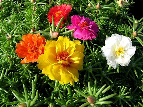Miniatura 7 de Portulaca Grandiflora Seed Mix Garden Verdolaga Doble Flor Musgo Rosa Alrededor de 500 Semillas