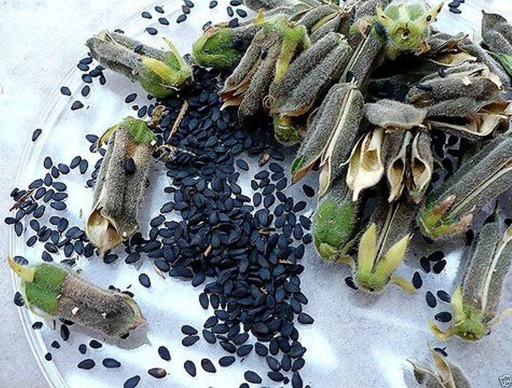 Amazon.com : Black SESAME PLANT SEEDS ( 1000 ORGANIC, SEEDS) Heirloom~ Can  stored up to 5yrs : Patio, Lawn & Garden
