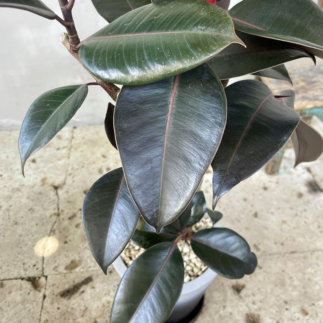 Amazon.co.jp: フィカス バーガンディ 2本立ち 陶器鉢 植え込み発送