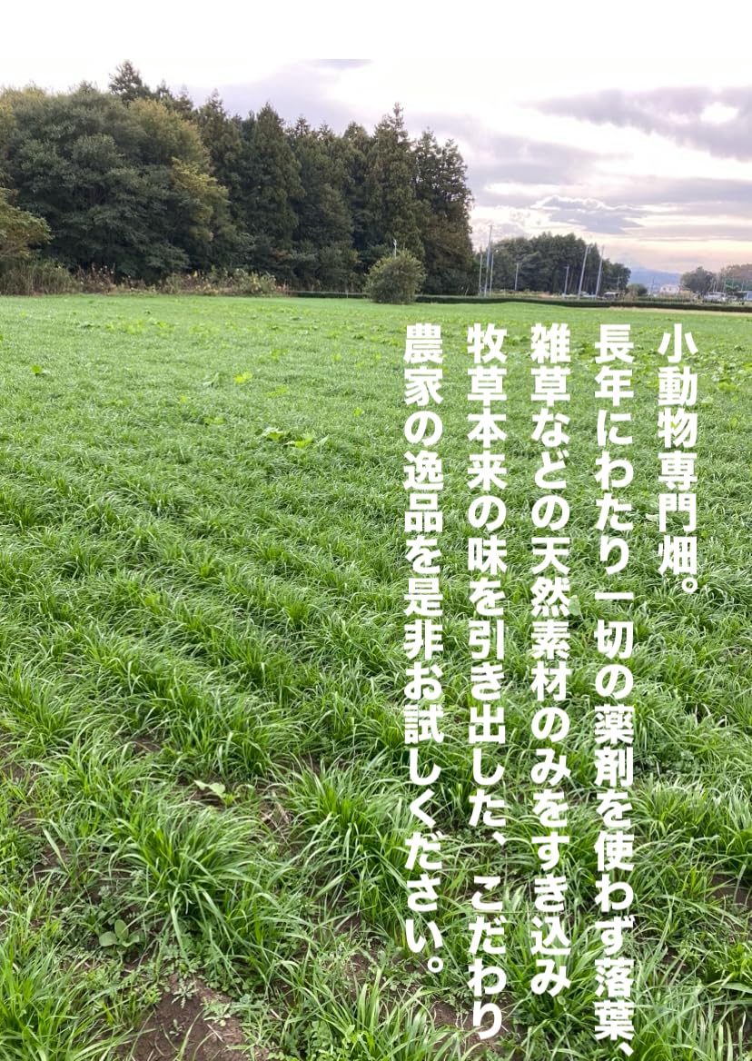 ★みかん★USA産イタリアンライグラス Amazon | イタリアンライグラス、アップルライグラス100g | ノー