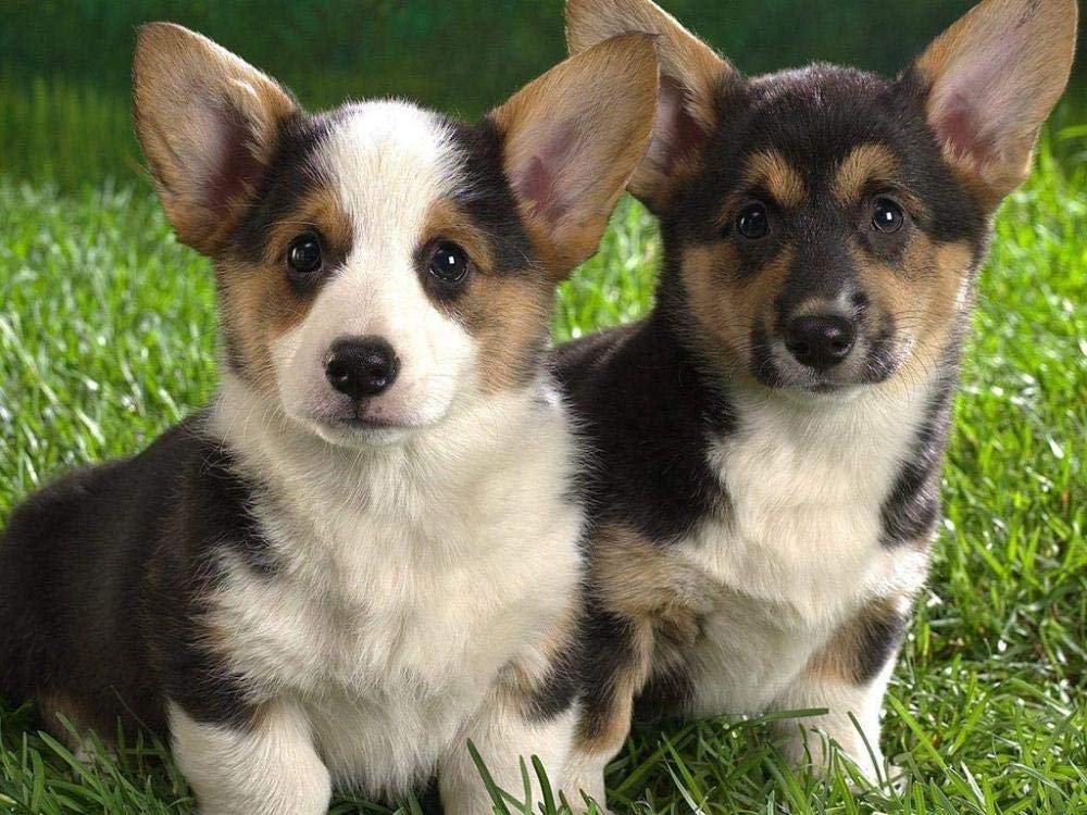 Puzzle 1000 Piece Puzzle Corgi Puppy Family Decorations, Unique Birthday Gift Suitable for Teenagers and Adults 26x38CM