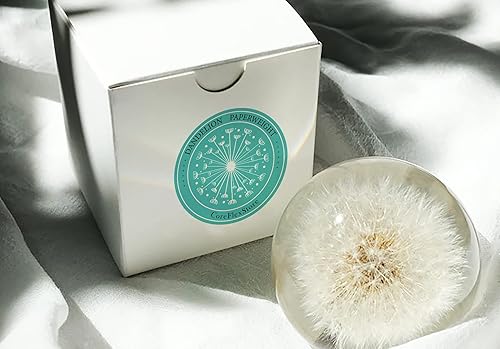 Miniatura 4 de COREFLEX Pisapapeles de diente de león real, diente de león en bola de resina en caja de regalo, 2.75 pulgadas (2.756 in) decoración de escritorio