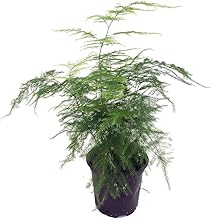The Four Seasons Asparagus Lace Fern Leaf | Setaceus Plumosus Asparagus Fern | Rare Natural Live Plant in Pot