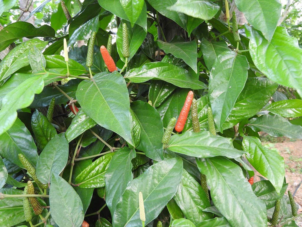 OhhSome Rare Indian Long Pepper Thippali Piper Longum Medicinal 1 Healthy Live Plant (B09N9DBKP3) Amazon Price History, Amazon Price Tracker
