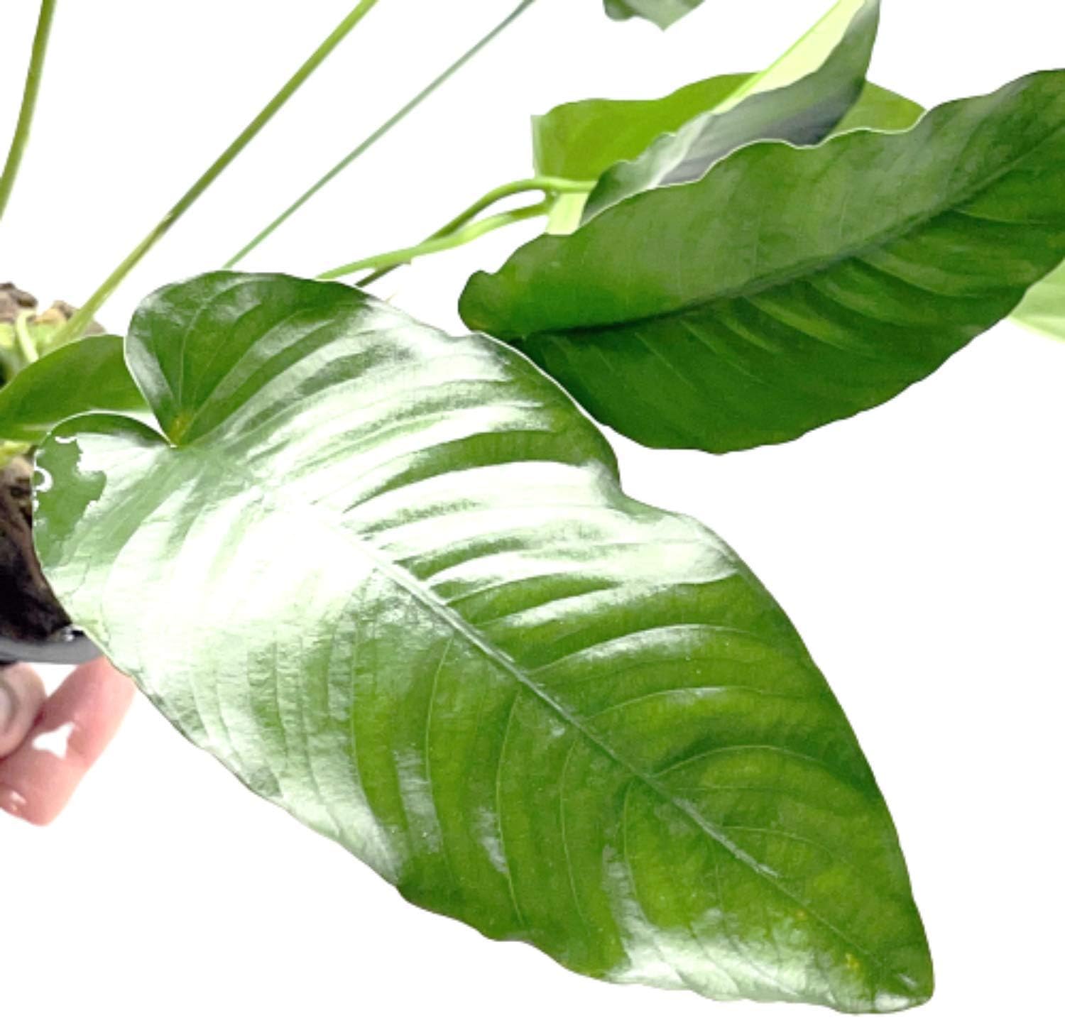 Anubias Barteri VAR. Barteri Mother Potted XXL Live Aquarium Plant Tropical Freshwater Decorations