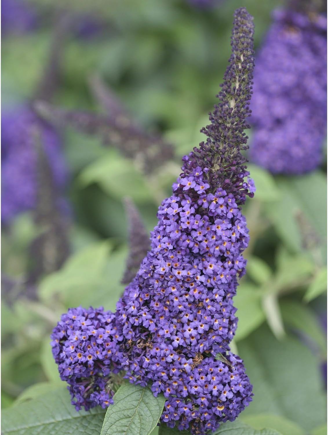 Buddleia 'Pugster Blue®', Butterfly Bush, Proven Winners, Compact Bush, Long Bloom-time, Container Size: 4.5"